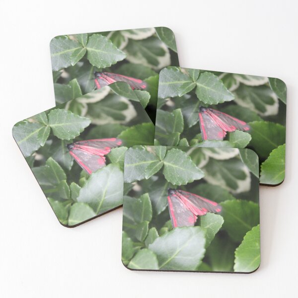 Item preview, Cinnabar moth (Tyria jacobaeae) designed and sold by Scienceartistic.