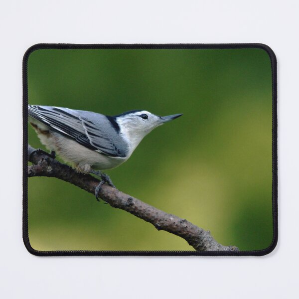 Item preview, White Breasted Nuthatch designed and sold by Debbie Oppermann.