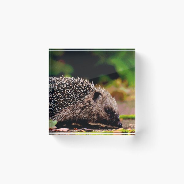 Item preview, Hedgehog #20 designed and sold by KingdomWildlife.