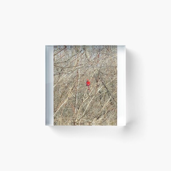 Item preview, Cardinal's Cage of Bare Branches designed and sold by IndigoArtistic.