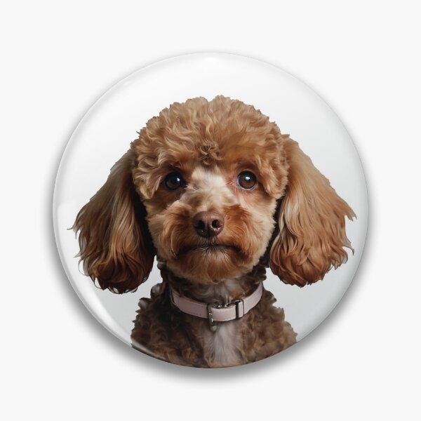 Item preview, Adorable Brown Poodle is Intelligent, elegant, and playful dog designed and sold by terrasirius.