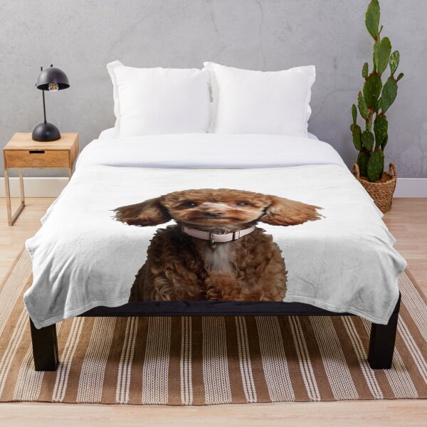 Item preview, Adorable Brown Poodle is Intelligent, elegant, and playful dog designed and sold by terrasirius.