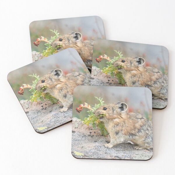 Item preview, American Pika gathering flowers designed and sold by Eivor Kuchta.