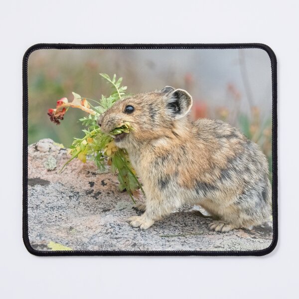 Item preview, American Pika gathering flowers designed and sold by Eivor Kuchta.