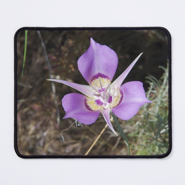 Item preview, Sagebrush Mariposa Lily (Calochortus macrocarpus var. macrocarpus) in Eastern Washington designed and sold by The Botanical Jason.