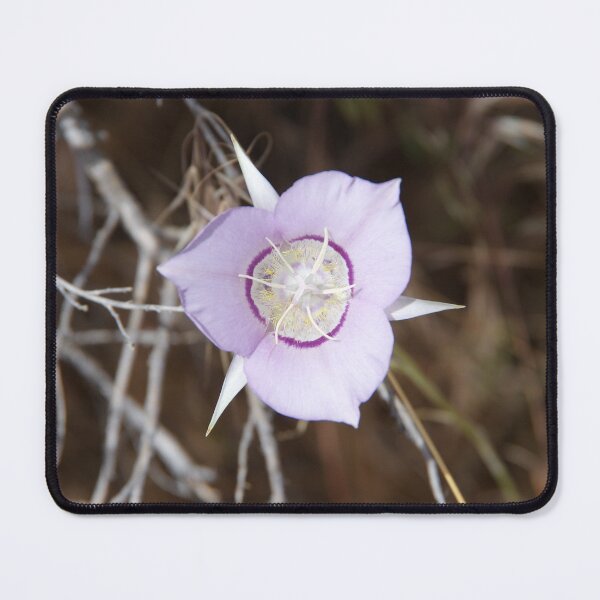 Item preview, Sagebrush Mariposa Lily (Calochortus macrocarpus var. macrocarpus) in Eastern Washington designed and sold by The Botanical Jason.