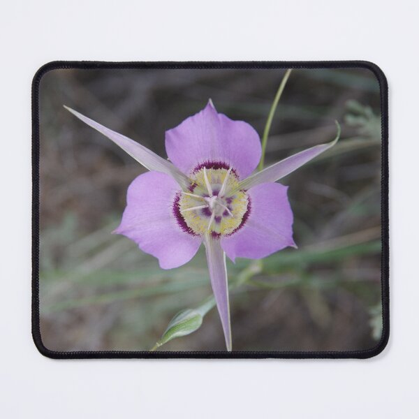 Item preview, Sagebrush Mariposa Lily (Calochortus macrocarpus var. macrocarpus) in Eastern Washington designed and sold by The Botanical Jason.