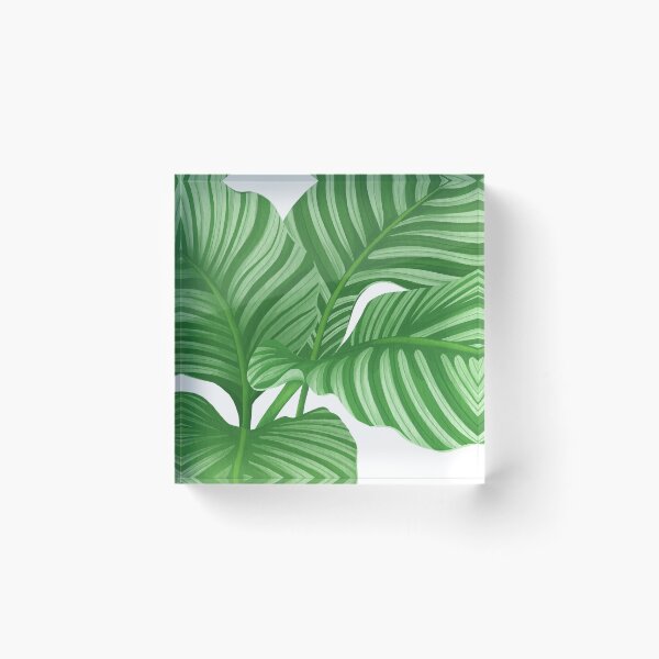 Item preview, calathea orbifolia flower painting illustration designed and sold by innni.