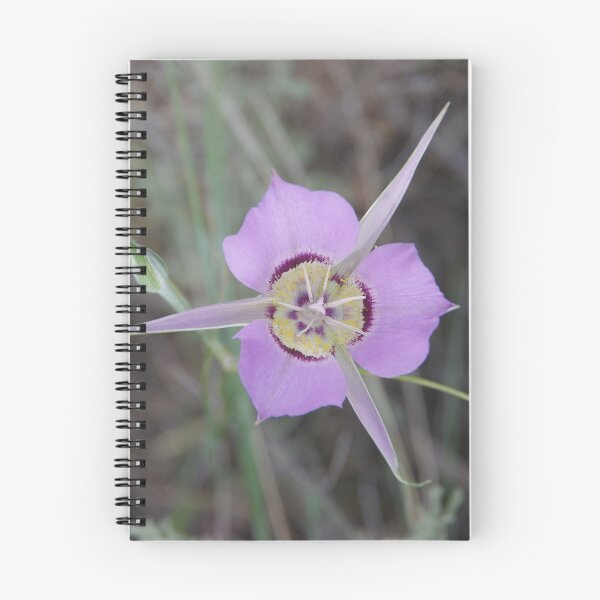 Item preview, Sagebrush Mariposa Lily (Calochortus macrocarpus var. macrocarpus) in Eastern Washington designed and sold by The Botanical Jason.