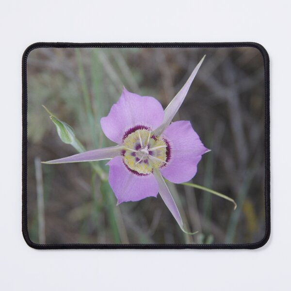 Item preview, Sagebrush Mariposa Lily (Calochortus macrocarpus var. macrocarpus) in Eastern Washington designed and sold by The Botanical Jason.