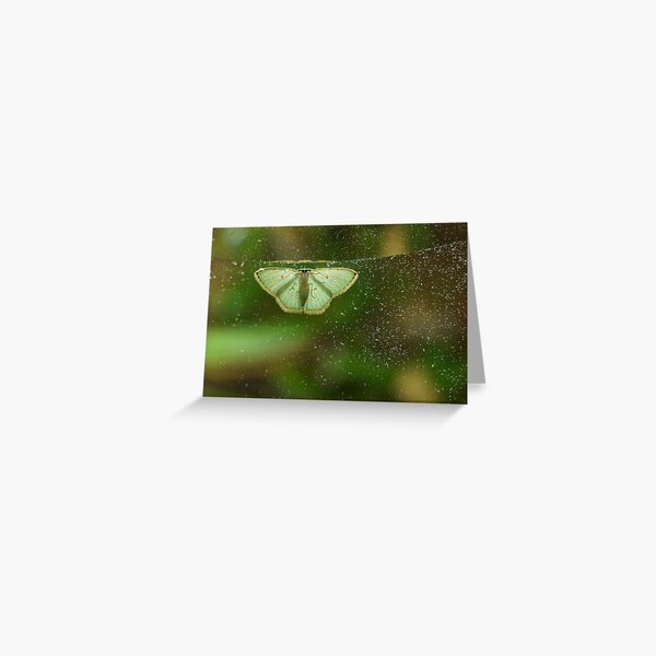 Comostola nereidaria Greeting Card