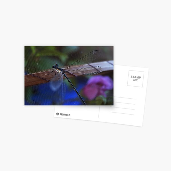 Dragonfly Postcard