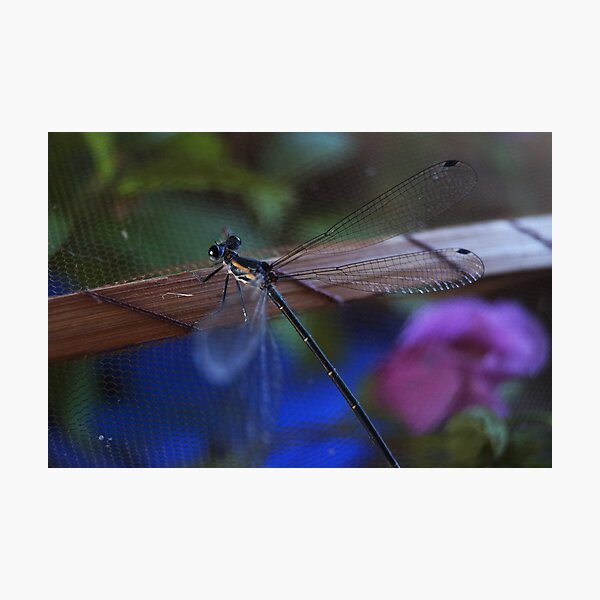 Dragonfly Photographic Print