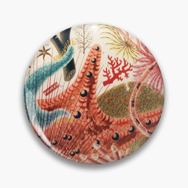 Item preview, Great Barrier Reef Echinoderms from The Great Barrier Reef of Australia (1893) designed and sold by TheHappyK.