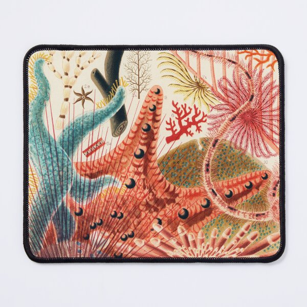 Item preview, Great Barrier Reef Echinoderms from The Great Barrier Reef of Australia (1893) designed and sold by TheHappyK.