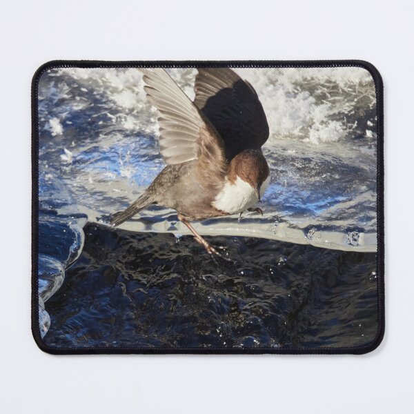 Item preview, Slippery. White-throated dipper designed and sold by Jouko Lehto Photography.