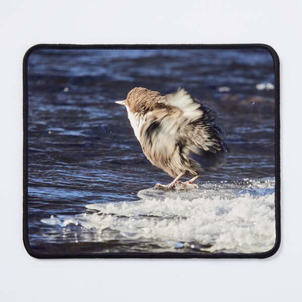 Item preview, Shake your tail baby. White-throated dipper designed and sold by Jouko Lehto Photography.