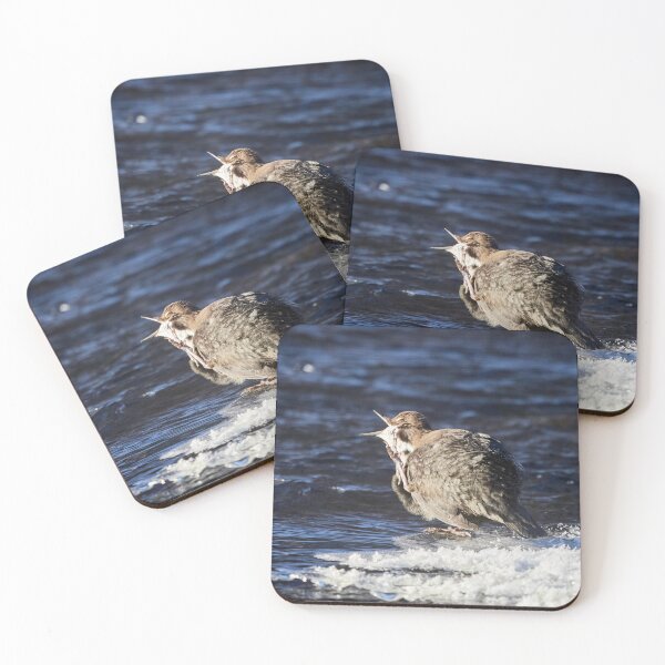 Item preview, Itch and Scratch. White-throated dipper designed and sold by Jouko Lehto Photography.