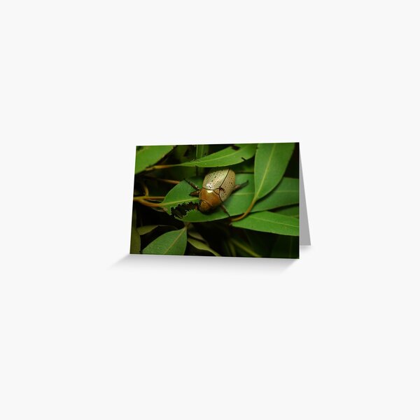 Christmas Beetle on Lemon Gum Greeting Card