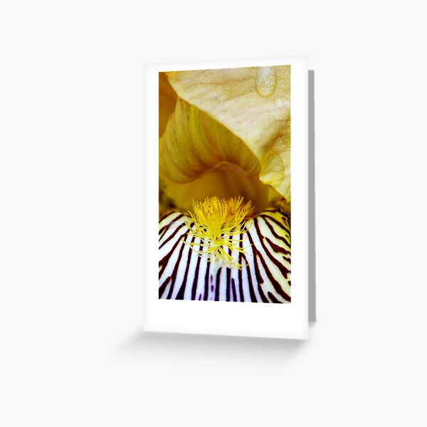 Bearded Iris Greeting Card