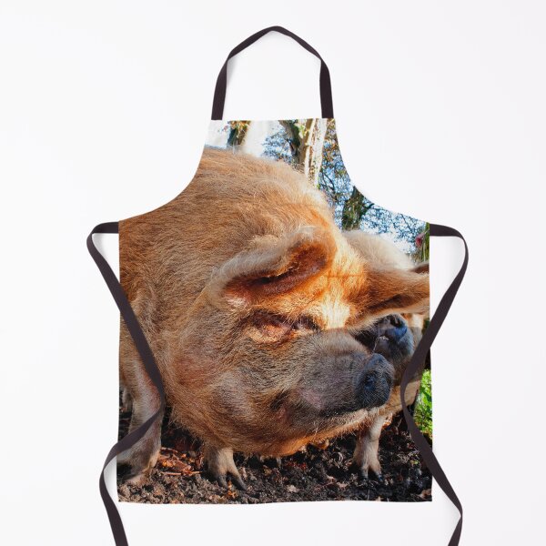 Item preview, New Zealand Kunekune Pig designed and sold by AndyEvansPhotos.