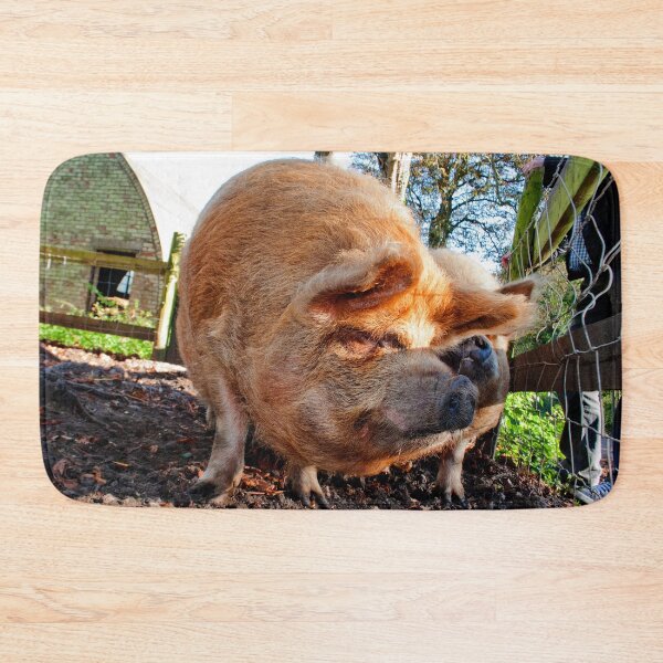 Item preview, New Zealand Kunekune Pig designed and sold by AndyEvansPhotos.