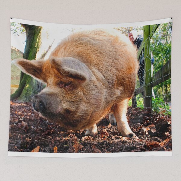 Item preview, New Zealand Kunekune Pig designed and sold by AndyEvansPhotos.