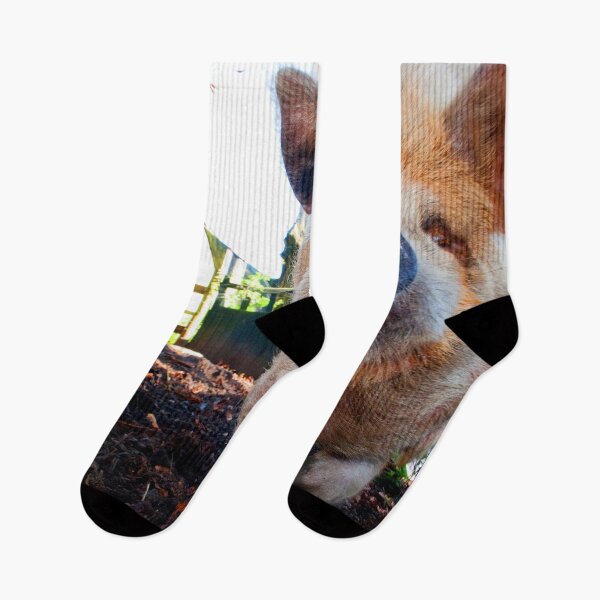 Item preview, New Zealand Kunekune Pig designed and sold by AndyEvansPhotos.