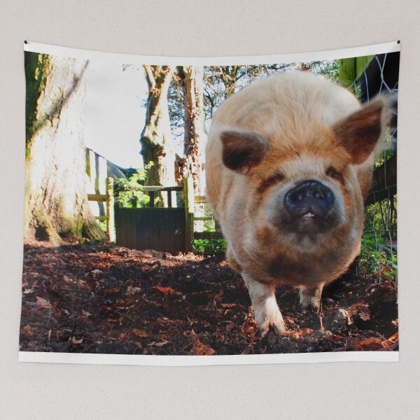Item preview, New Zealand Kunekune Pig designed and sold by AndyEvansPhotos.