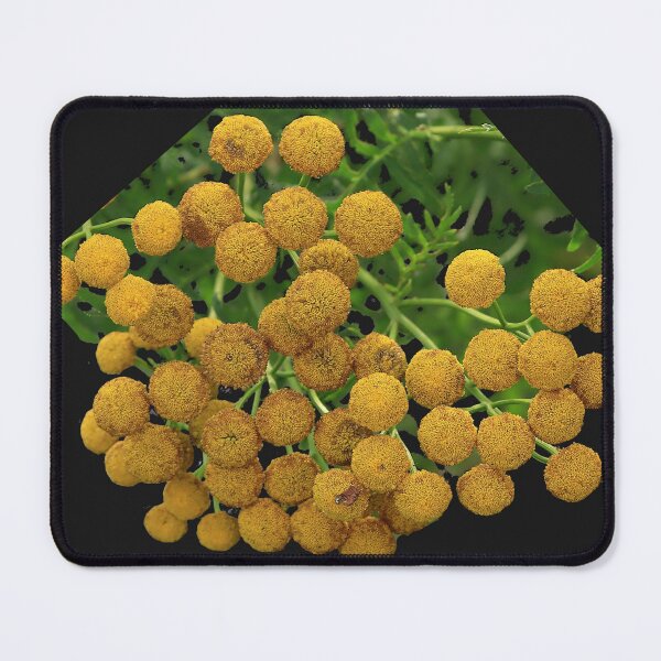 Item preview, Common tansy, bitter buttons, cow bitter, or golden buttons designed and sold by VeenaNair23.