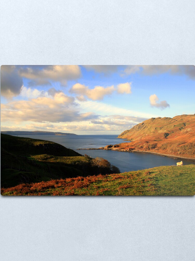 Alternate view of Ardnamurchan Sheep Metal Print