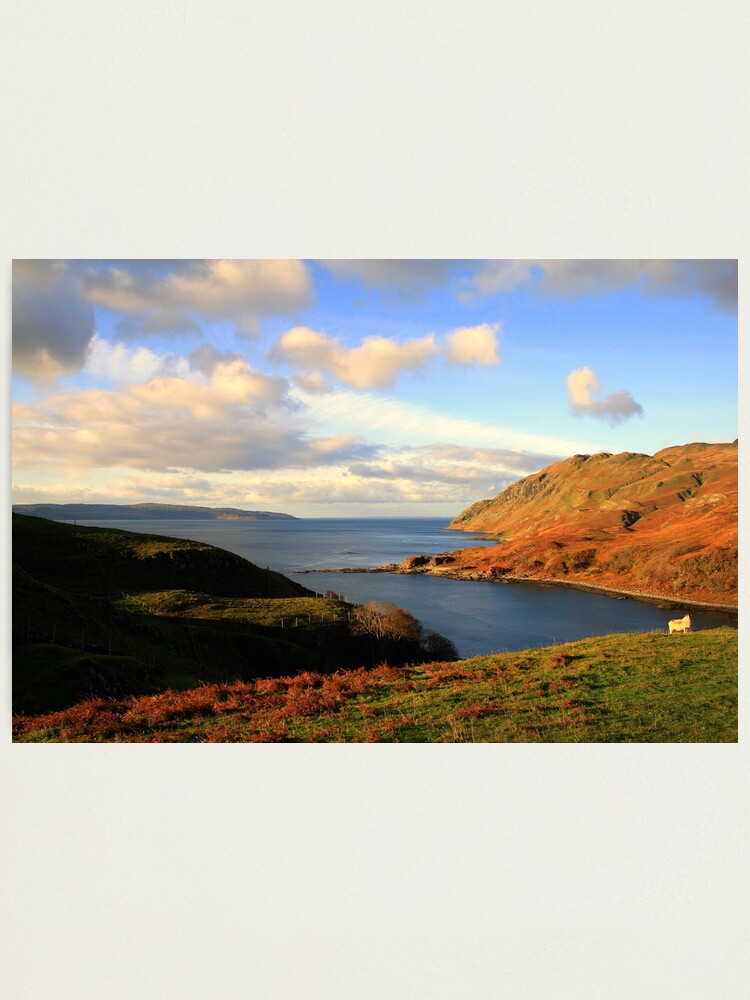 Alternate view of Ardnamurchan Sheep Photographic Print