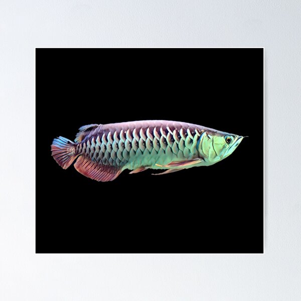 Monster Fish Keeper Asian Arowana Tropical Fish Poster for Sale by JRRTs