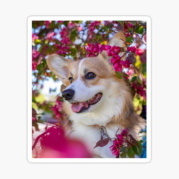 Item preview, Pembroke Welsh Corgi Dog With Beautiful Flowers designed and sold by VanGaldo.