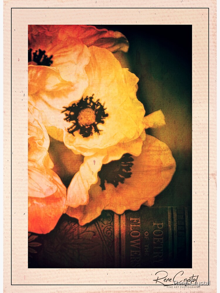 Poppies Gone Old Master by imagesbycrystal