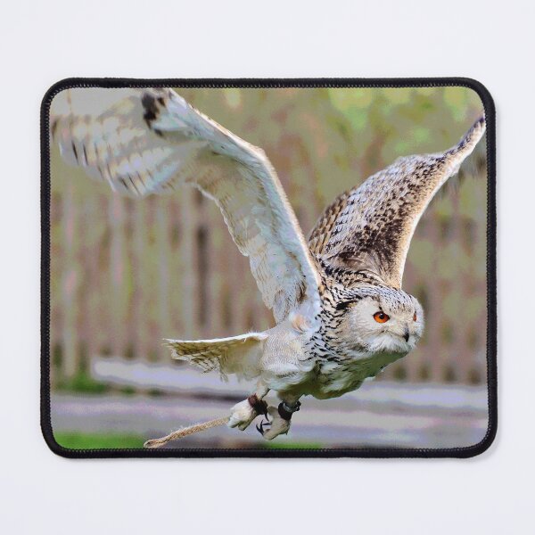 Item preview, Flying Owl designed and sold by KingdomWildlife.