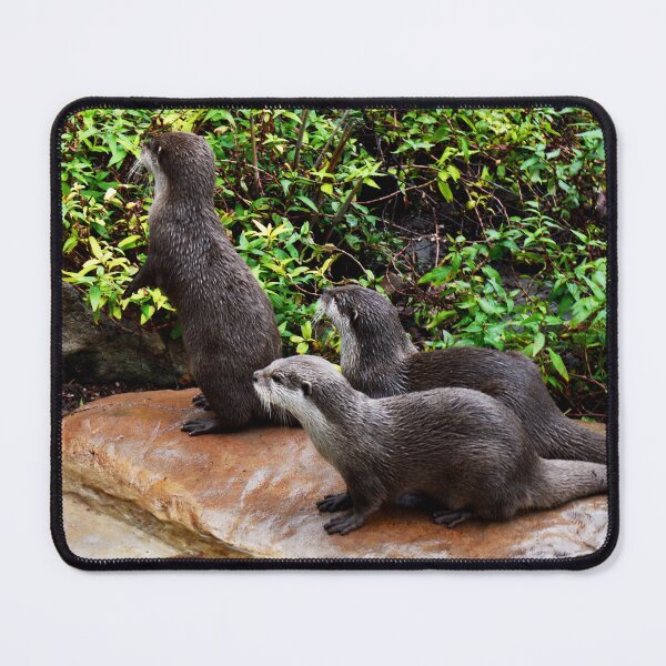 Item preview, "Three Otterly Magnificent Otters: A Playful Trio" designed and sold by A-Work-Of-Art.