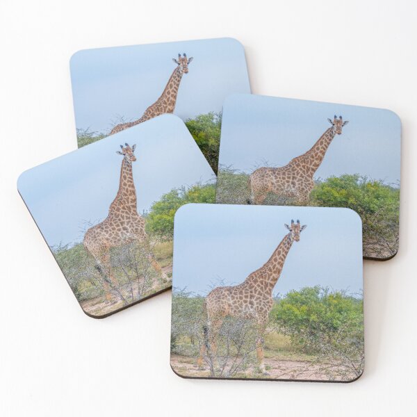 Item preview, Tall Reticulated Giraffe Towers Above Acacia Trees designed and sold by SafariByMarisa.