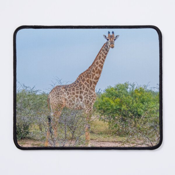 Artikelvorschau, Hohe Netzgiraffe thront über Akazienbäumen entworfen und verkauft von SafariByMarisa.
