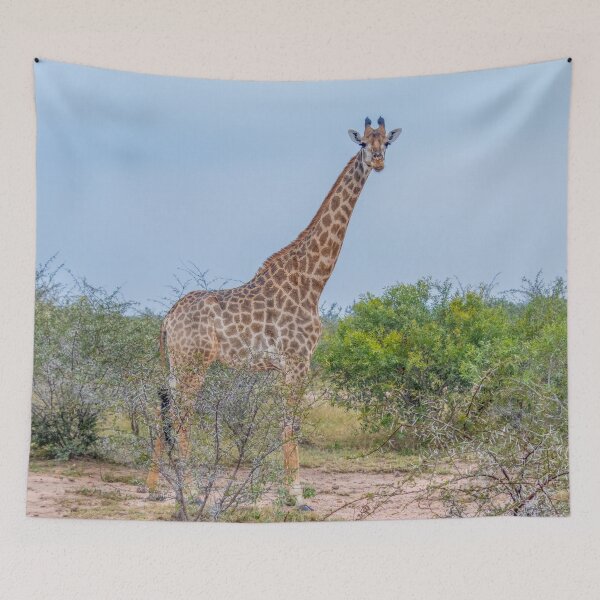 Item preview, Tall Reticulated Giraffe Towers Above Acacia Trees designed and sold by SafariByMarisa.
