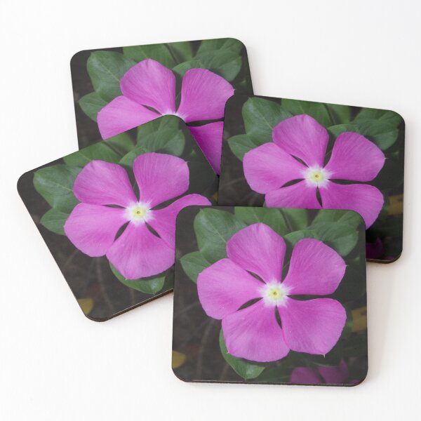 Item preview, Catharanthus roseus (Madagascar Periwinkle) Blooming in Dinalupihan, Philippines designed and sold by The Botanical Jason.