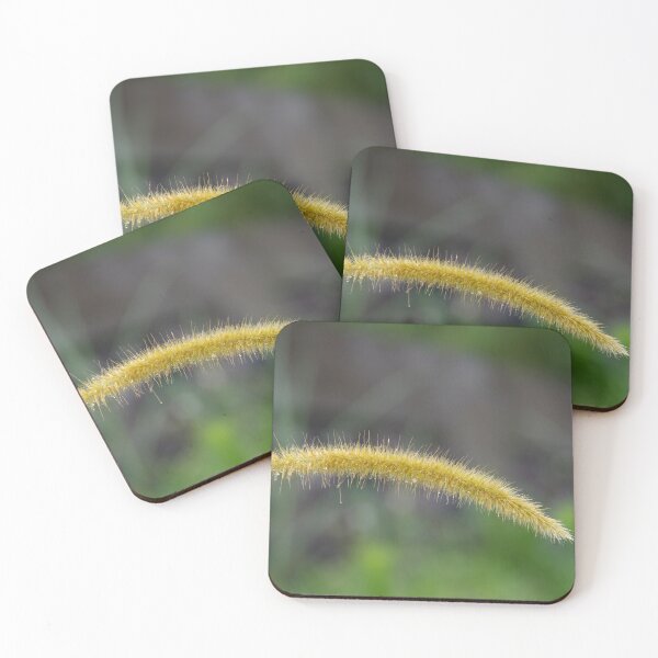 Item preview, Cenchrus setosus (Bristly Sandbur Grass) in Bali, Indonesia designed and sold by The Botanical Jason.
