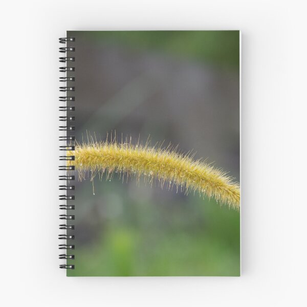 Item preview, Cenchrus setosus (Bristly Sandbur Grass) in Bali, Indonesia designed and sold by The Botanical Jason.