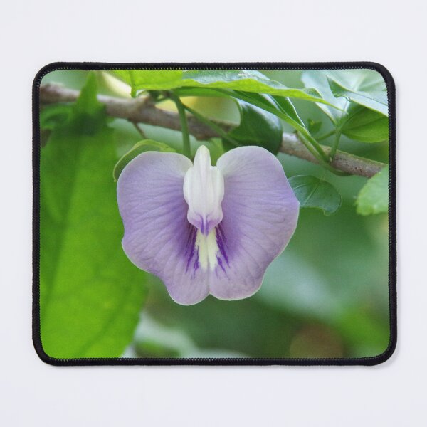Item preview, Centrosema molle (Pek Pek Flower) in Dinalupihan, Philippines designed and sold by The Botanical Jason.