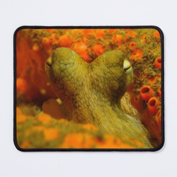 Item preview, Octopus designed and sold by Phillip Hawley.
