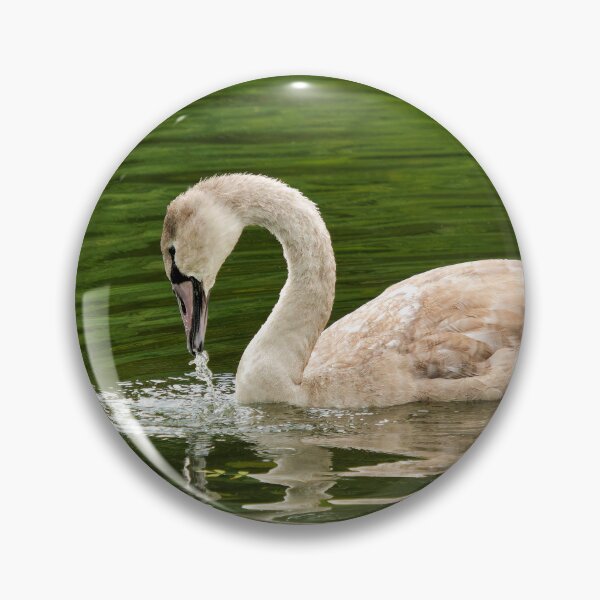 Item preview, Mute Swan Cygnet on a River Chard Somerset designed and sold by Dorset Girl.