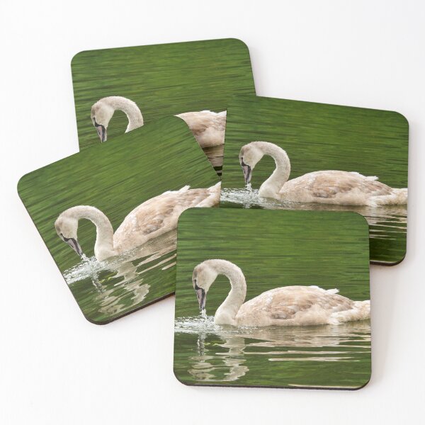 Item preview, Mute Swan Cygnet on a River Chard Somerset designed and sold by Dorset Girl.