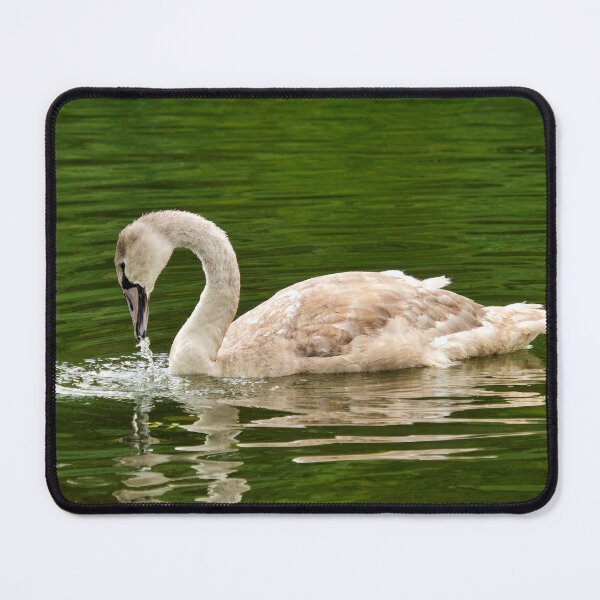 Item preview, Mute Swan Cygnet on a River Chard Somerset designed and sold by Dorset Girl.