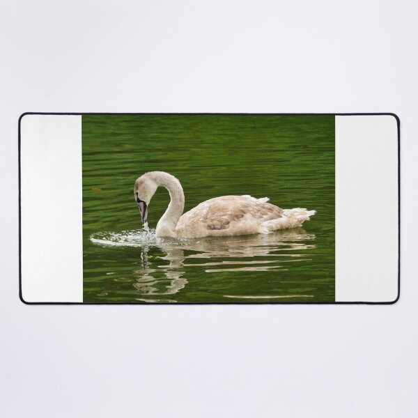 Item preview, Mute Swan Cygnet on a River Chard Somerset designed and sold by Dorset Girl.