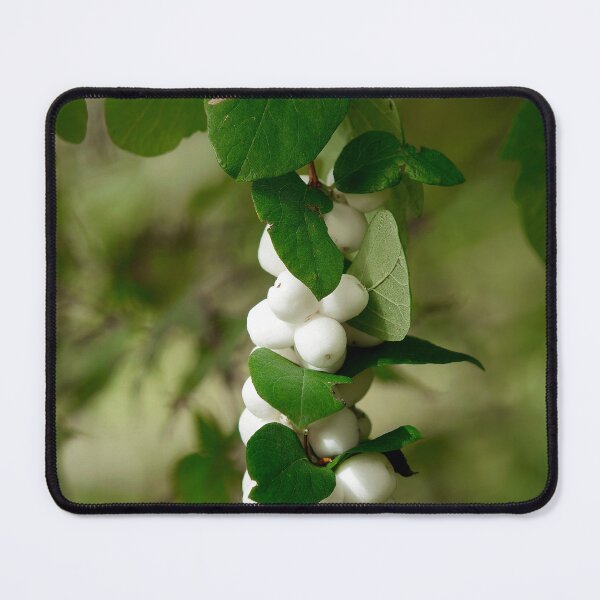 Item preview, Snowberry - Symphoricarpos albus designed and sold by Dorset Girl.